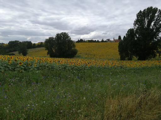 Domaine De Cayre Bed and Breakfast Mervilla Esterno foto